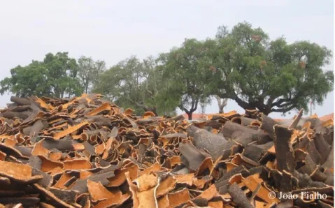 Figure 1.2. Cork oak planks after extraction from the tree. 