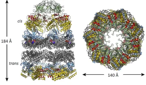 Figure 1.6: The crystal structure of the GroEL - GroES complex. Reproduced from [3]