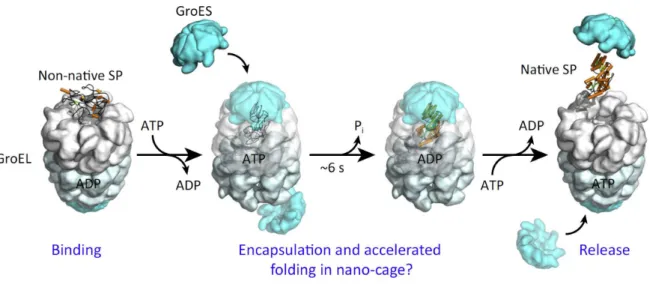 Figure 1.7: The GroEL/ES chaperonin protein folding cycle. Reproduced from [3]