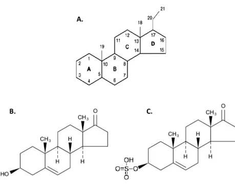 Figure 1: Cyclopentanoperhydrophenanthrene structure (A), dehydroepiandrosterone (B) and  dehydroepiandrosterone-sulphate (C) chemical structure