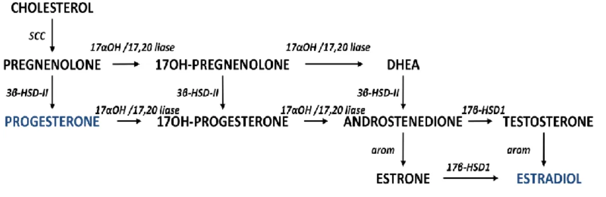 Figure  4:  Steroidogenic  pathway  in  the  ovary.  DHEA  is  synthesized  as  an  intermediary  metabolite