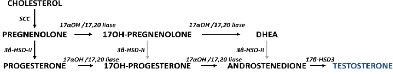 Figure  5:  Steroidogenesis  in  human  testis.  SCC  -  cholesterol  side  chain  cleavage  enzyme;  17α-OH/17,20- 17α-OH/17,20-lyase  -  17α-hydroxylase/17,20-lyase  enzyme;  3β-HSD  -  3β-hydroxysteroid  dehydrogenase  enzyme  type  II; 