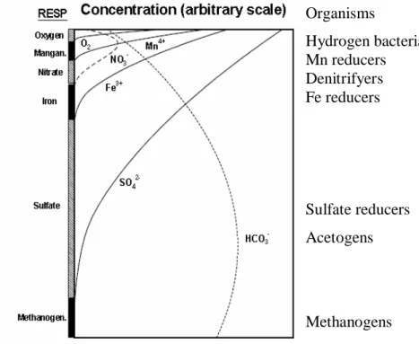 Figure 3 - Scheme of the diagenetic processes occurring throughout sediment depth with the  distribution of organism (on the right) based on different respiratory mechanisms (on the left)