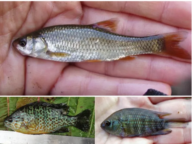 Figure  2.1  Model  species.  Southern  Iberian  chub  (top), Squalius  pyrenaicus,  pumpkinseed  sunfish  (bottom-left),  Lepomis  gibbosus, and chameleon cichlid (bottom-right), Australoheros facetus