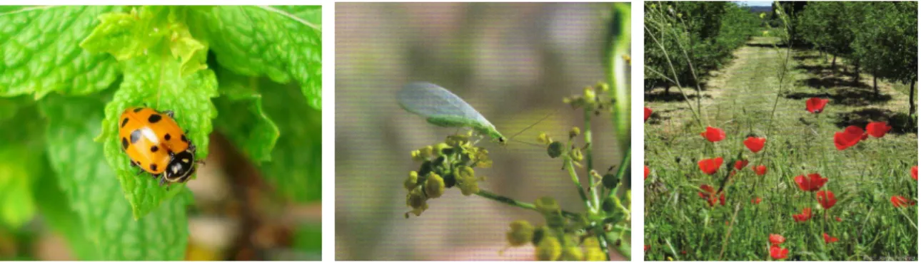 Figura 1- Joaninha de 7 pintas alimenta-se de piolho verde; Crisopa adulta em flor de funcho,  planta favorável para insectos auxiliares; Ervas espontâneas, refúgio de insectos auxiliares