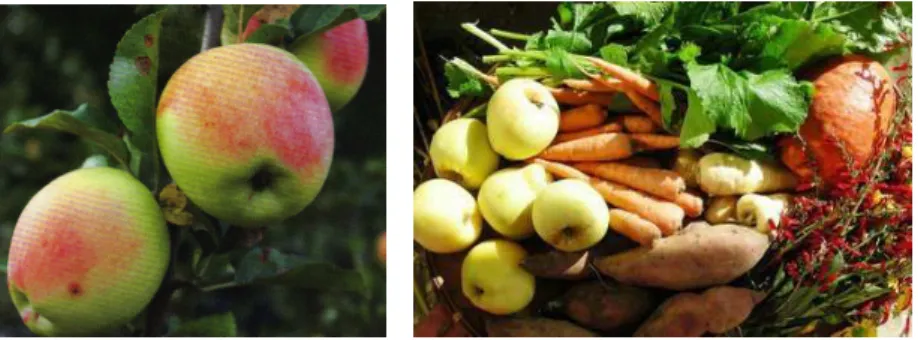 Figura 2- Maçã Pêro Pipi (agricultura biológica); Frutas e legumes de agricultura biológica 