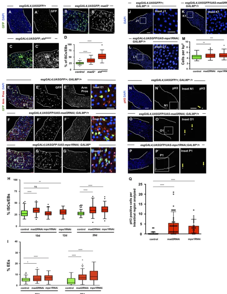 Figure 3. SAC inactivation results in intestinal dysplasia. (A) 2–5-d-old control intestine where ISCs/EBs can be visualized by GFP expression under the  control of esgGAL4