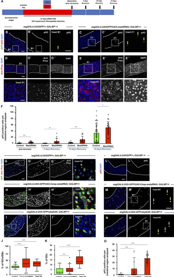 Figure 4. Aneuploidy promotes dysplasia. (A) Scheme illustrating temperature shifts performed in control and mad2RNAi flies