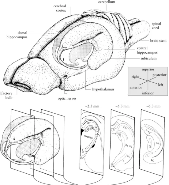 Figure 1: Diagram of the rat’s hippocampus. In the upper part, the three-dimensional localization of the  hippocampus  and  surrounding  structures;  in  the  bottom  panel,  three  coronal  sections  of  the  left  hippocampus are presented (with their ap