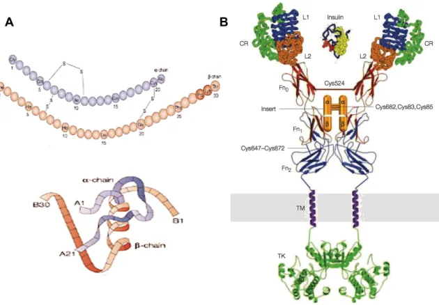 Figure  3:  Insulin  and  its  receptor.  A  Primary  (upper  part)  and  tertiary  (lower  part)  insulin  structures’ 