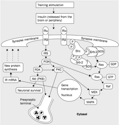 Figure  5:  Insulin  receptor  (represented  as  IR)  modulated  pathways  in  neurons,  which  are  involved  in  learning and LTP formation