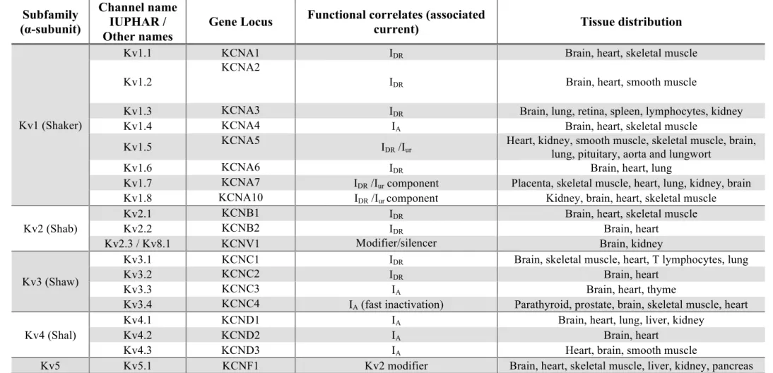 Table  3:  Potassium  voltage-dependent  channels  subfamilies  (α-subunit,  channel  names,  gene  locus,  functional  correlates  and  tissue  distribution)