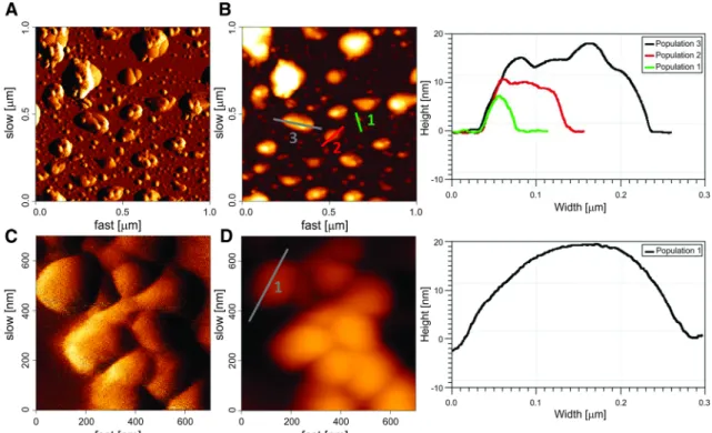 Table 2 Average particles size of fungal treatment samples (hydrodynamic diameter) estimated by dynamic light scattering (DLS)