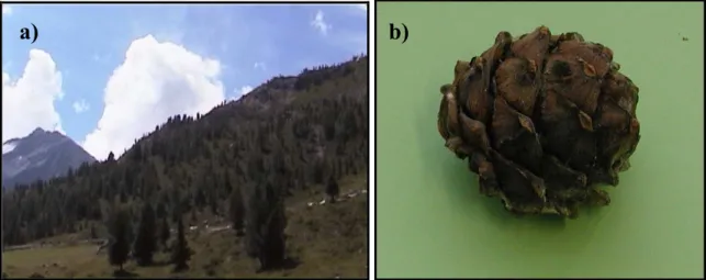 Figure 2. Photos: a) Bormio study site and b) pine from Arolla pine by Ambrogio Molinari; c) Cancano study site and  d) pines from dwarf mountain pine by Claudia Romeo.