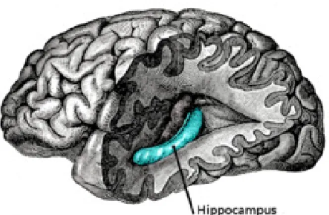Figure 1. The human hippocampus.  