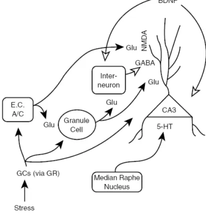 Figure  4.  Mechanism  of  CA3  dendritic  retraction  following  chronic  stress.  Repeated  GC  elevations  from  chronic  stress  directly  influence  the  CA3  pyramidal  cells  and  CA3  afferents  (dentate  gyrus  granule  cells,  commissural/associa