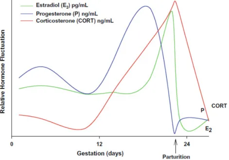 Figure  7.  A  profile  of  relative  levels  of  estradiol  (pg/mL),  progesterone  (ng/mL)  and  corticosterone (ng/mL) across pregnancy and parturition in the female rat (From Pawluski et al.,  2009a)
