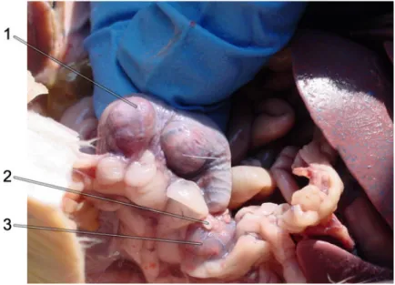 Figure 9. Close-up of the left side of a pregant female rat, preserved and dissected.  