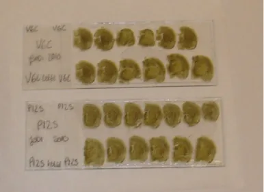 Figure 10. Final slides of the Golgi impregnation technique. 