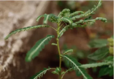 Figura 9  –  Uê-tláche (Phyllanthus urinaria), planta com propriedades antivirais   