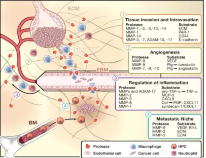 Figure 1.  MMPs’ regulation of Tumor Microenvironment (EBM-endothelial basement  membrane; BM-bone marrow) [26]