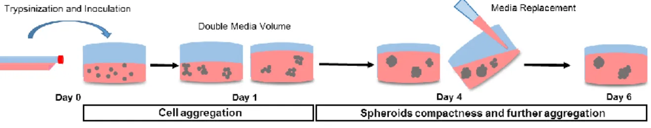 Figure 5. Schematic representation of spheroids culture procedure. 