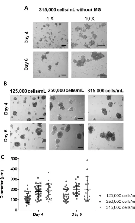Figure 6. Optimization of MDA-MB-231 spheroids development conditions. A) Contrast phase  pictures of aggregates formed without Matrigel TM  (MG), from inoculum 315,000 cells/mL, at day 4  and 6 of culture (magnification 4X,  scale bars=200 μm; magnificati