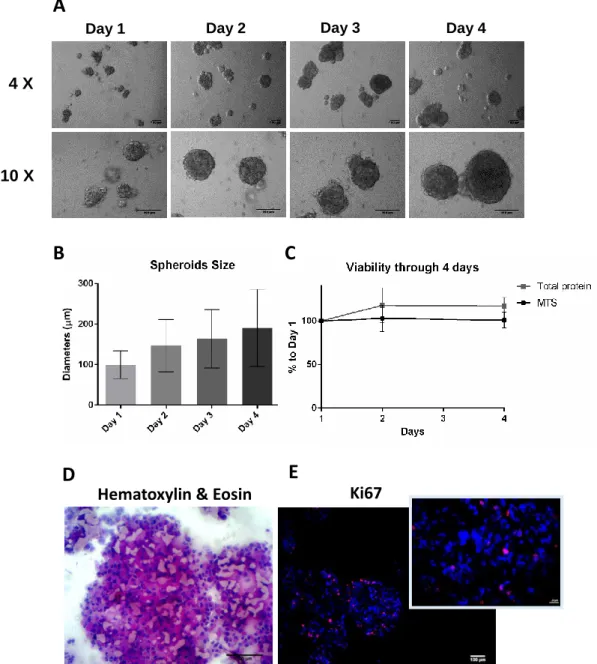 Figure 7. Characterization of MDA-MB-231 spheroids (inoculum 250,000 cell/mL in 10% FBS  and  2%  Matrigel TM   supplemented  media)