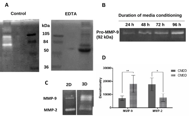 Figure 9. Gelatin Zymography Optimization. A) Zymography gels incubated with and without 7.8  mM EDTA in the developing buffer