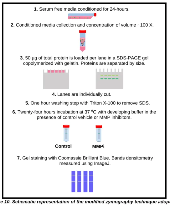 Figure 10. Schematic representation of the modified zymography technique adopted. 