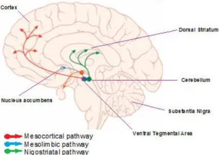 Figure 2- Dopaminergic pathways of the human brain. Adapted from (79).