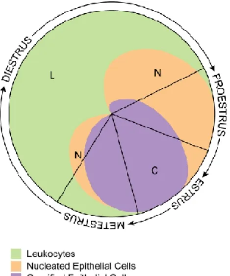 Figure 11- Visual representation; shows the proportion of each cell type present at the 4 stages of the  estrous cycle of rats
