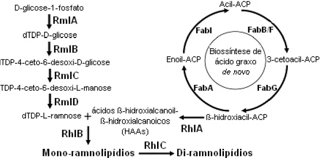 Figura 2. Via metabólica de síntese de ramnolipídeos (modificada de Gutierrez et al., 2013)