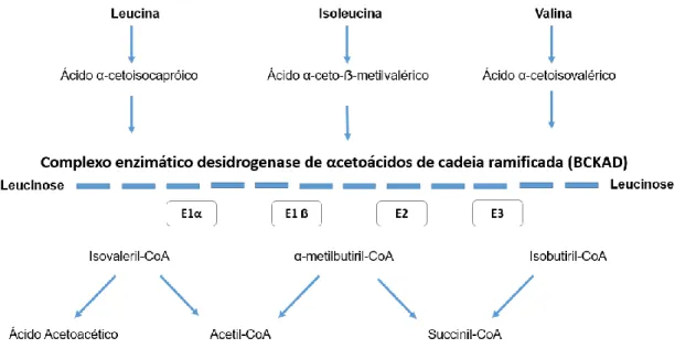 Figura 1: Via metabólica de degradação dos BCAAs 