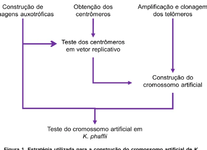 Figura  1. Estratégia  utilizada  para  a  construção  do  cromossomo  artificial  de  K