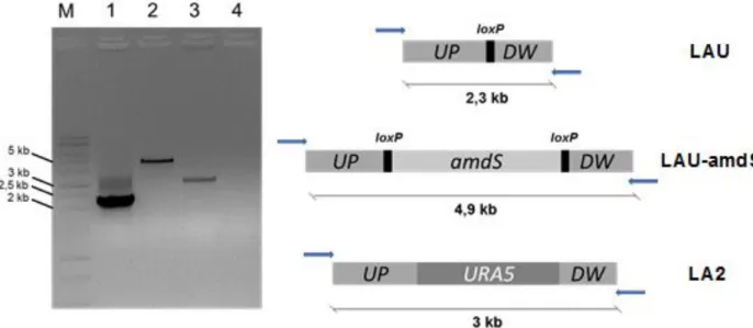 Figura  8. Deleção  do  gene  URA5.  Eletroforese  em  gel  de  agarose  1%  corado  com  brometo  de  etídeo  exibindo  PCR  de  colônia  com  primers  URA5F  e  URA5R