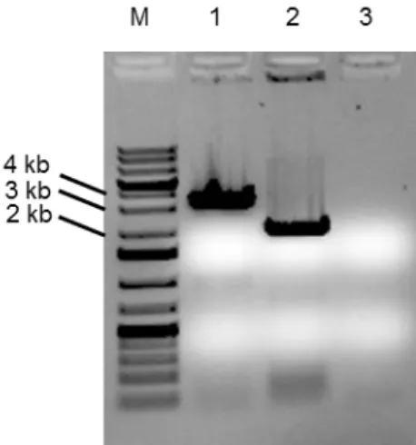 Figura  9.  Deleção  do  gene LEU2.  Eletroforese  em  gel  de  agarose  1%  corado  com  brometo  de  etídeo  apresentando  PCR  de  colônia  com  primers  PpLEU2-EXT1  e  PpLEU2-EXT2