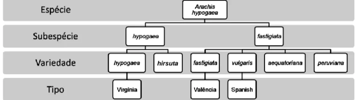 Figura 1. Subespécies, variedades e tipos agronômicos da espécie Arachis hypogaea L. 