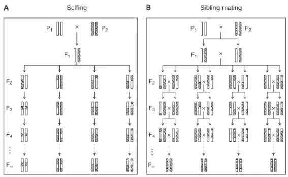 Figura  3  –  Produção  de  linhagens  puras  recombinantes  ou  RILs  por  autofecundação (A) e cruzamento entre irmãos (B) (Broman, 2004)