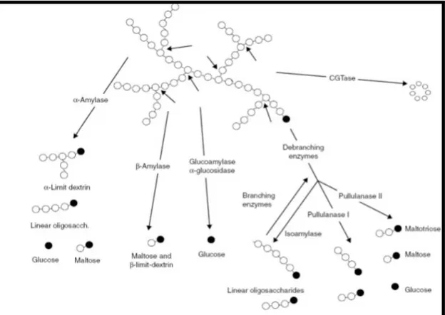 Figura 1: Diferentes enzimas envolvidas na degradação do amido. A estrutura em  forma de anel fechado representa a extremidade redutora de uma cadeia  oligossacarídica
