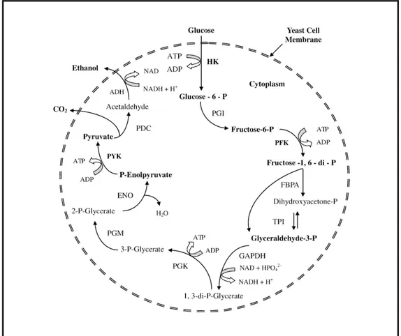 Figura 2: Via metabólica da fermentação alcoólica em Saccharomyces cerevisiae – Abreviações: HK: hexoquinase, PGI: fosfoglucoisomerase, PFK: fosfofrutoquinase,  FBPA: fructose bisfosfato aldolase, TPI: triose fosfato isomerase, GAPDH: 