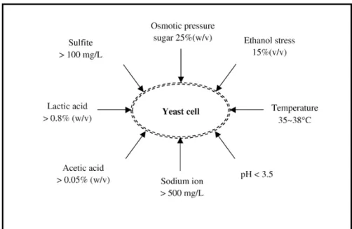 Figura 3: Potenciais estresses ambientais enfrentados pela Saccharomyces cerevisiae durante o processo de produção de etanol