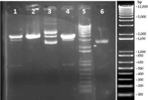 Figura 4: Análise eletroforética do perfil de restrição da clonagem do gene Kan R  em pBluescript  II KS