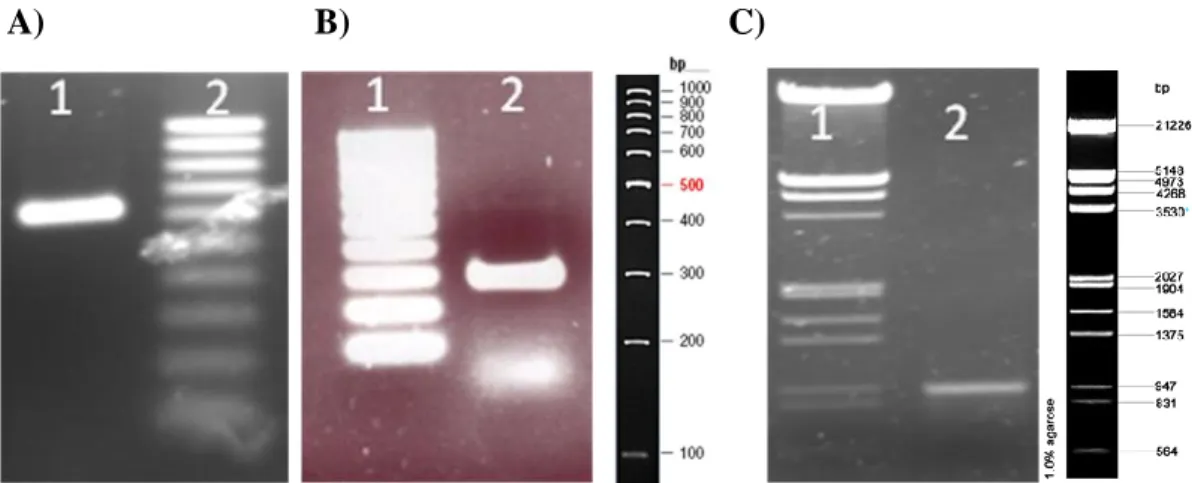 Figura  8:  Análise  eletroforética  da  amplificação  do  promotor  P PGK1   e  do  fator  α  de  acasalamento