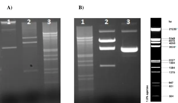 Figura 9: Análise eletroforética do perfil de restrição da clonagem do cassete PGK1::Fator  no  vetor  pPCV-B