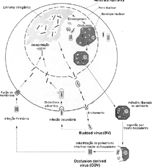 Figura 1.1. Esquema do ciclo de infecção de Nucleopolyhedrovirus. Foto  adaptada a partir do site  http://www.cheque.uq.edu.au/research/bioengineering/ 
