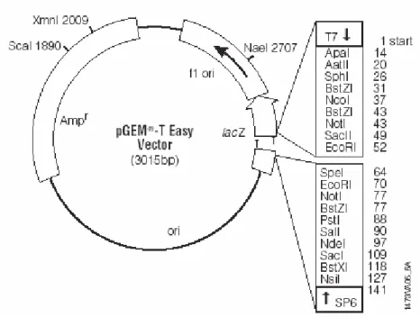 Figura 2.1. Mapa do vetor pGem-T Easy. (Retirado do manual “pGem-T and  pGem-T Easy Vector Systems”, Promega)