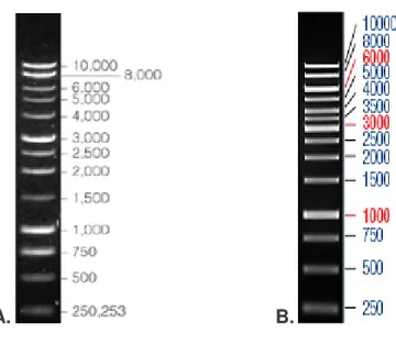 Figura 2.4. Marcadores de DNA utilizados para géis de agarose. A numeração  à direita corresponde à quantidade de pares de base (pb)