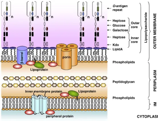 Figure 1 - Structure of Escherichia coli cell envelope. In (Sperandeo et al., 2009) 