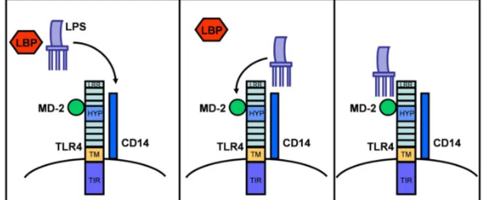 Figure 2 - LPS sensing via LBP to CD14/MD-2/TLR4 receptor complex. In (Vaure &amp; 